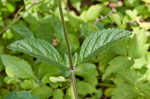 Hairy skullcap